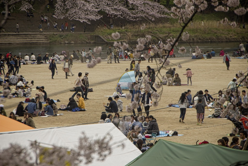 Illustration for article titled Random Walk Around My Place #2: Sakura Edition